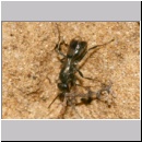 Dipogon subintermedius - Wegwespe 05b 7mm Sandgrube - beim Sammeln von Nestmaterial - Wurzel-und Spinnengewebe.jpg